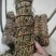 鸡骨草
