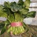 [精选]25-30公分大菠菜山东淄博高青三万亩菠菜一手货