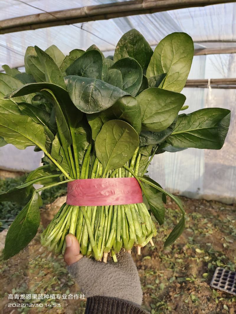 [精选]25-30公分大菠菜山东淄博高青三万亩菠菜一手货