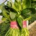 [精选]25-30公分大菠菜山东淄博高青三万亩菠菜一手货
