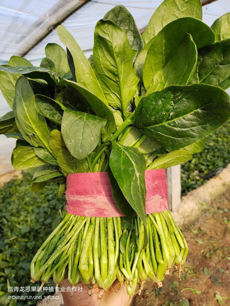 [精选]25-30公分大菠菜山东淄博高青三万亩菠菜一手货