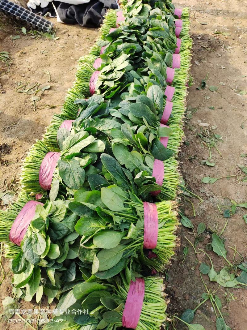 [精选]25-30公分大菠菜山东淄博高青三万亩菠菜一手货