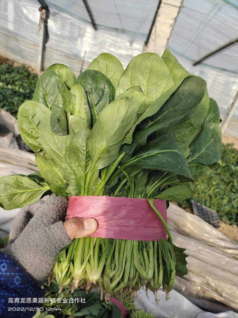 [精选]25-30公分大菠菜山东淄博高青三万亩菠菜一手货