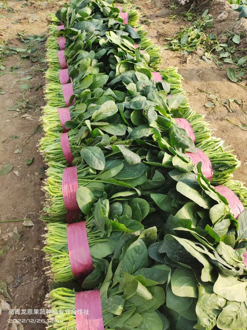 [精选]25-30公分大菠菜山东淄博高青三万亩菠菜一手货