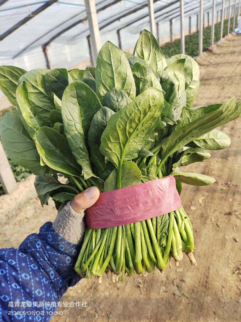 [精选]25-30公分大菠菜山东淄博高青三万亩菠菜一手货