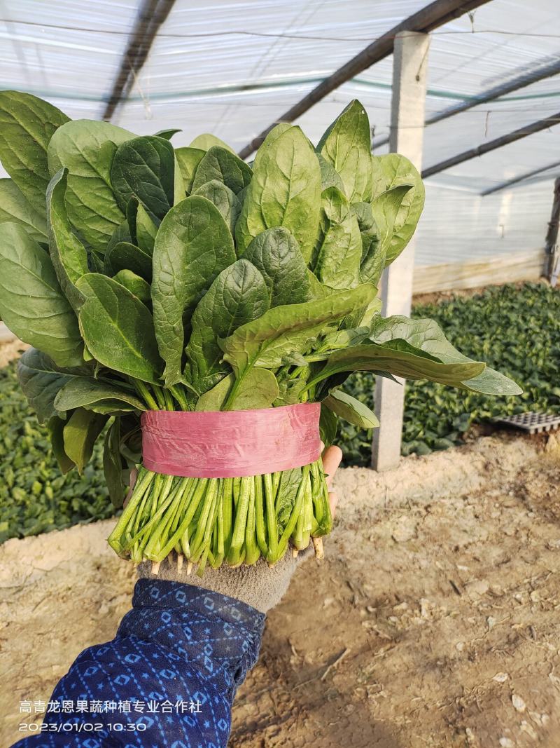 [精选]25-30公分大菠菜山东淄博高青三万亩菠菜一手货