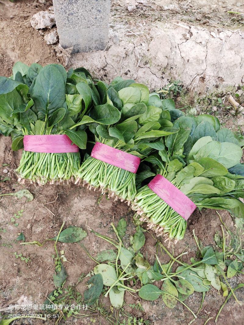 [精选]25-30公分大菠菜山东淄博高青三万亩菠菜一手货