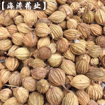 【香砂】产地货源充足量大优惠.中药材批发.质量保证。