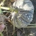 香芋南瓜种子，密本，土南瓜，贝贝