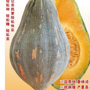 香芋南瓜种子，密本，土南瓜，贝贝