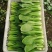 A江苏淮安油菜精品上海青,产地一手货源,全国供应