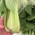 A江苏淮安油菜精品上海青,产地一手货源,全国供应