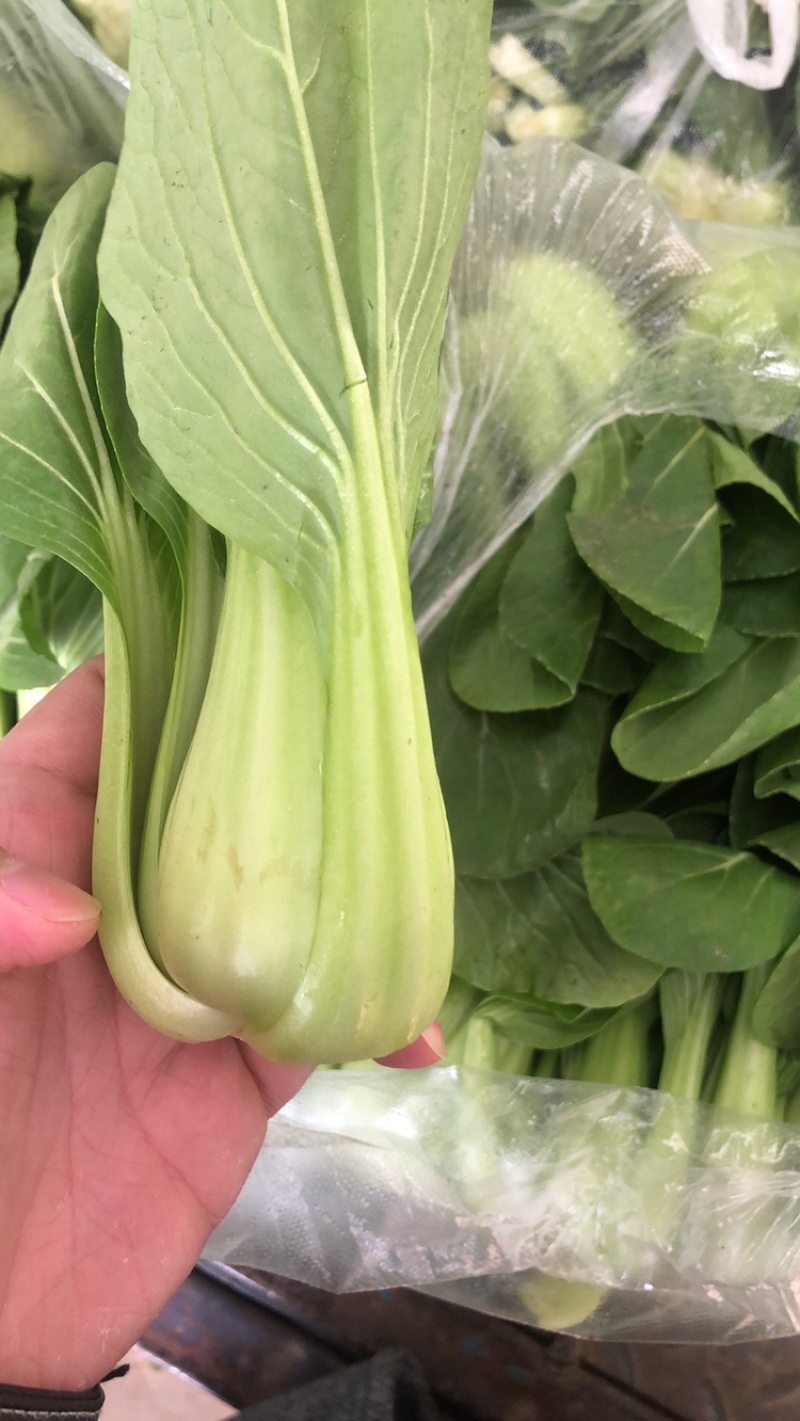 A江苏淮安油菜精品上海青，产地一手货源，全国供应