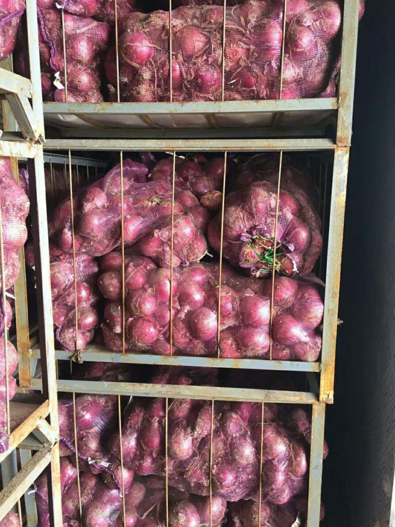 『牛商推荐』红皮洋葱现货批发常年供应对接市场/商超