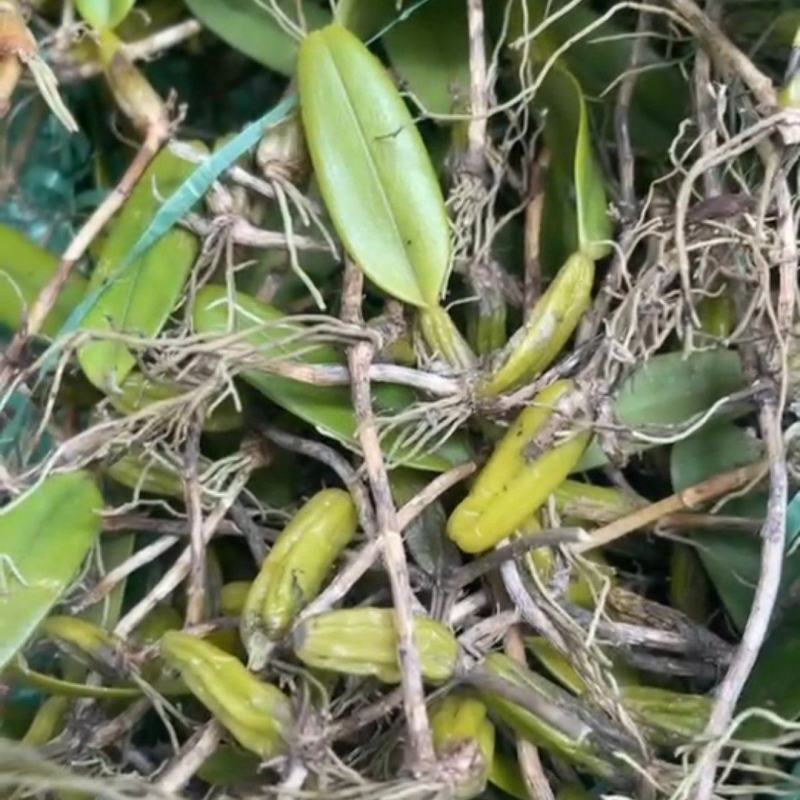 单叶石橄榄现货160斤