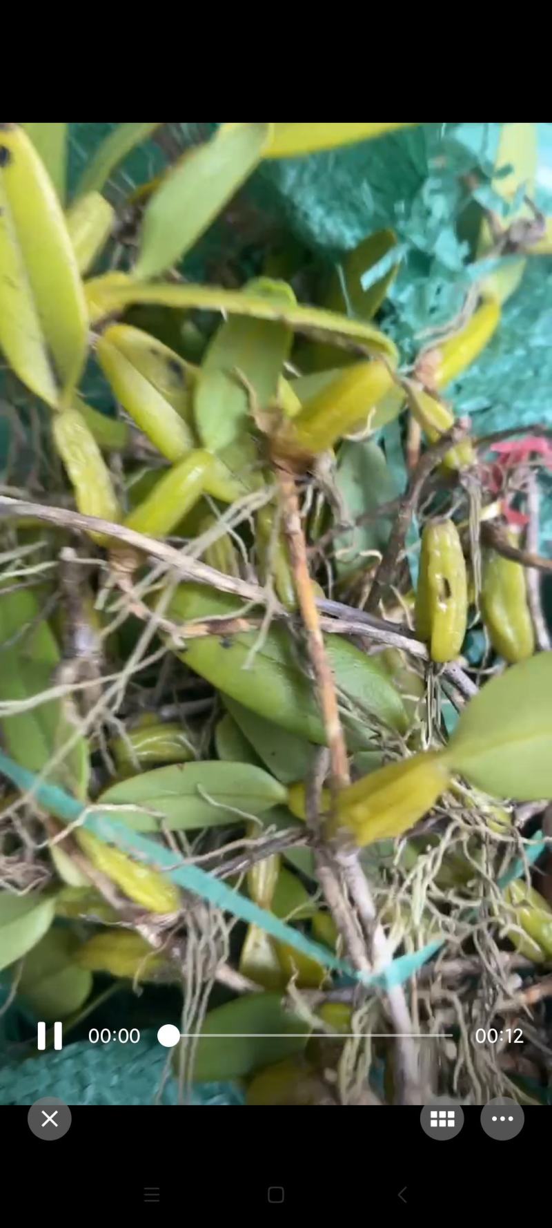 单叶石橄榄现货160斤