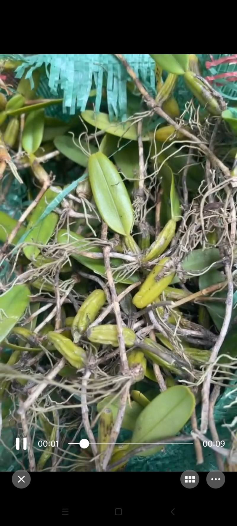 单叶石橄榄现货160斤