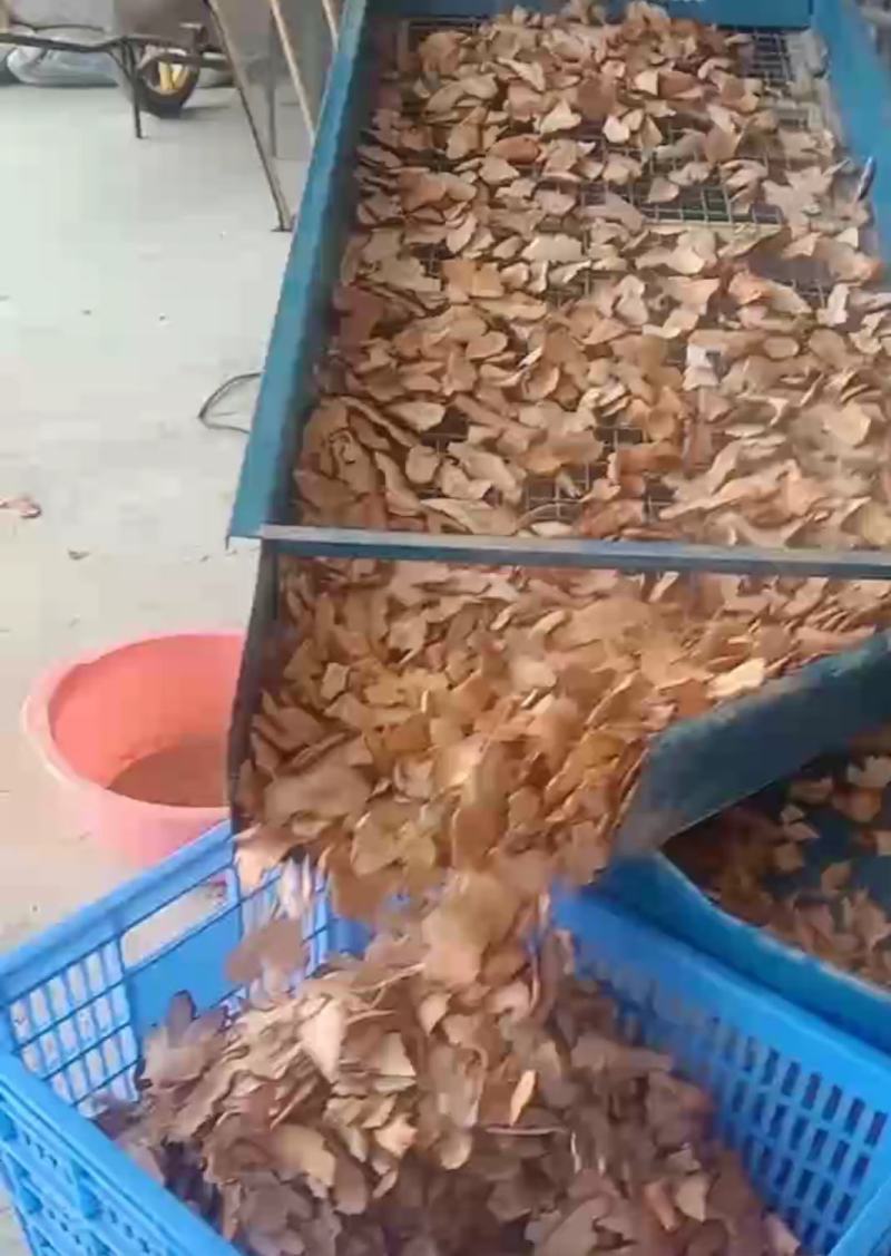 【土茯苓】正品好粉质野生红茯苓木质茯苓产地货源量大优惠。