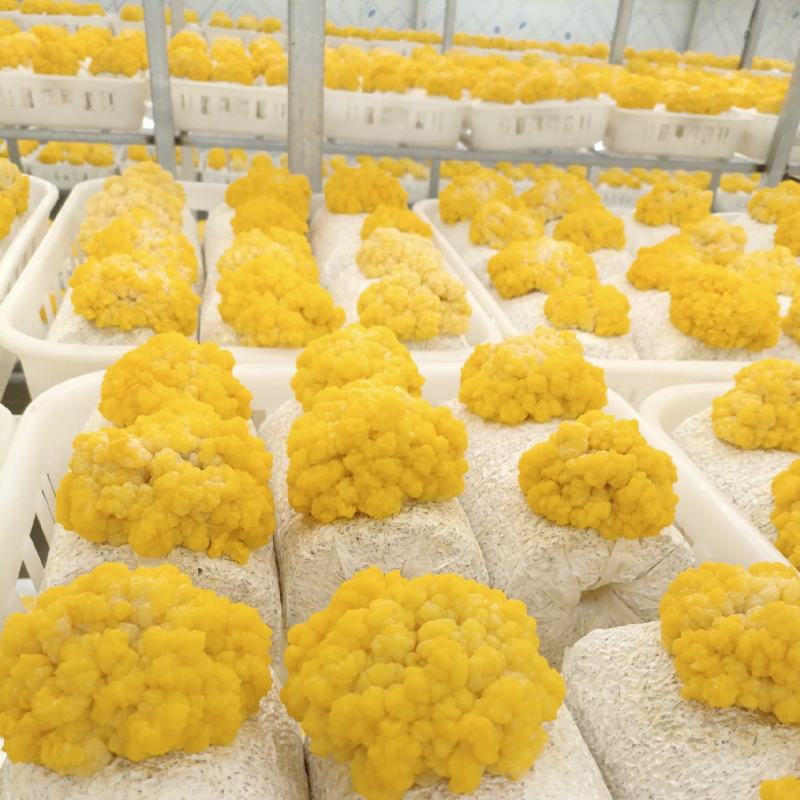 金耳菌源头工厂