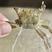 长江绒螯蟹蟹苗。五母七公大亲本