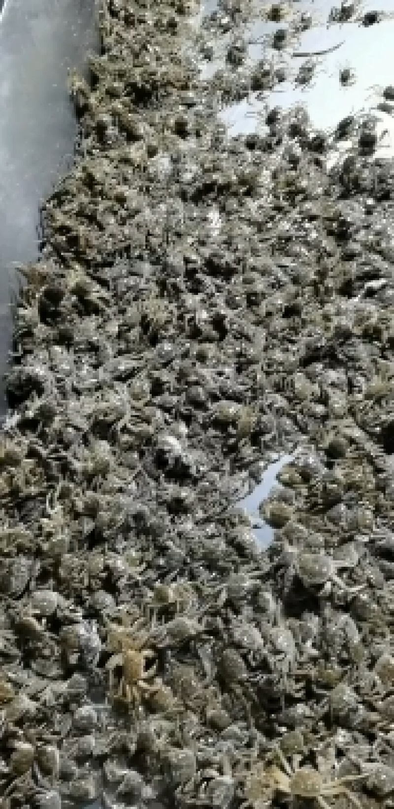 长江绒螯蟹蟹苗。五母七公大亲本