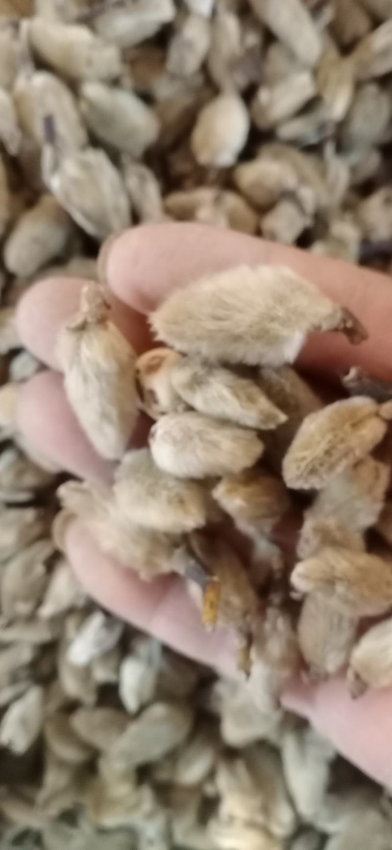 【辛夷花】产地河南一手货源.中药材批发.质量保证规格齐全