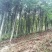 供应含笑四千棵