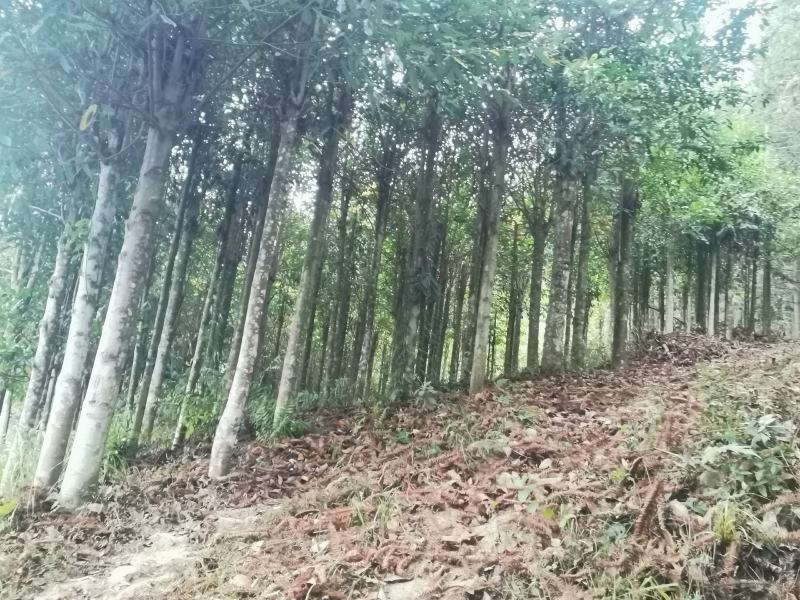 供应含笑四千棵