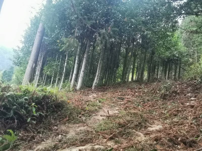 供应含笑四千棵