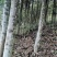 供应含笑四千棵