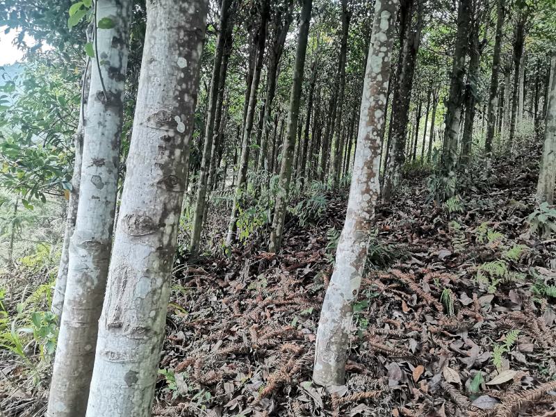 供应含笑四千棵
