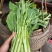 白菜苔白菜芯菜苔产地直销一手货源全国支持发货欢迎合作