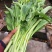 白菜苔白菜芯菜苔产地直销一手货源全国支持发货欢迎合作