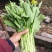白菜苔白菜芯菜苔产地直销一手货源全国支持发货欢迎合作