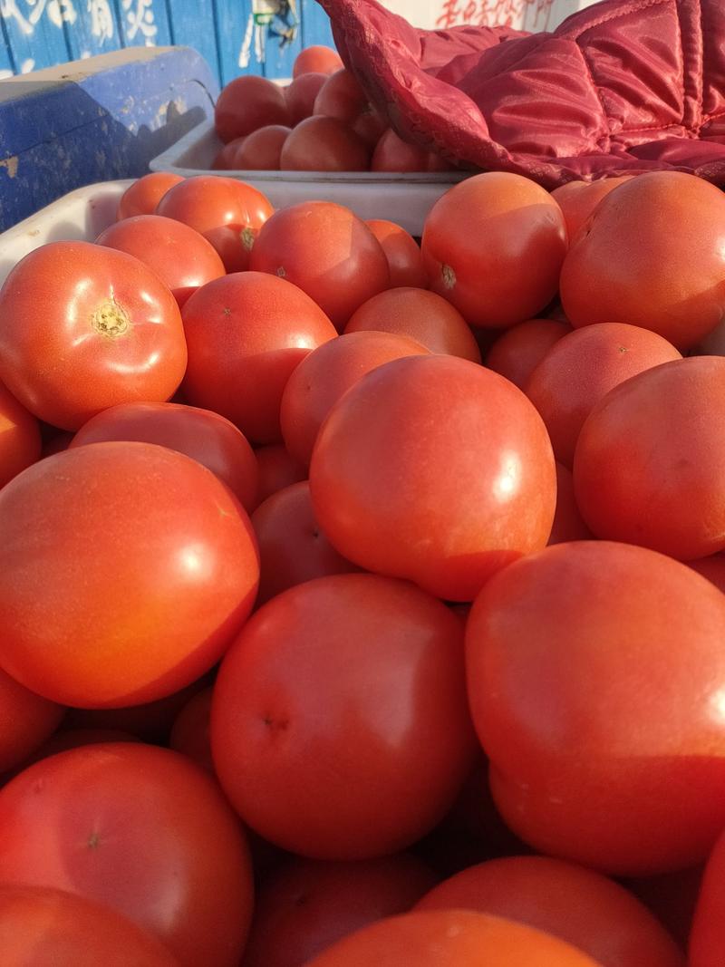 山东菏泽定陶黄店西红柿大量上市货源充足价格美丽，年后有货