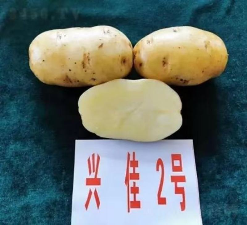 土豆原种