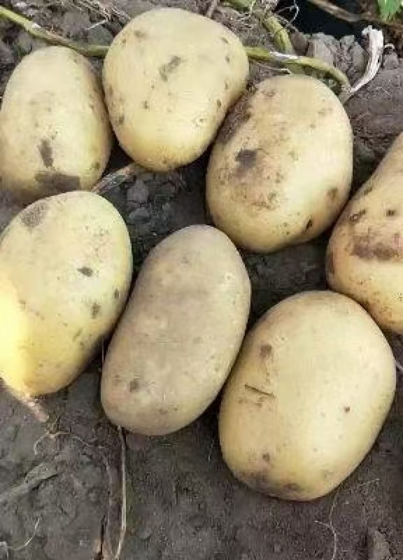 土豆原种