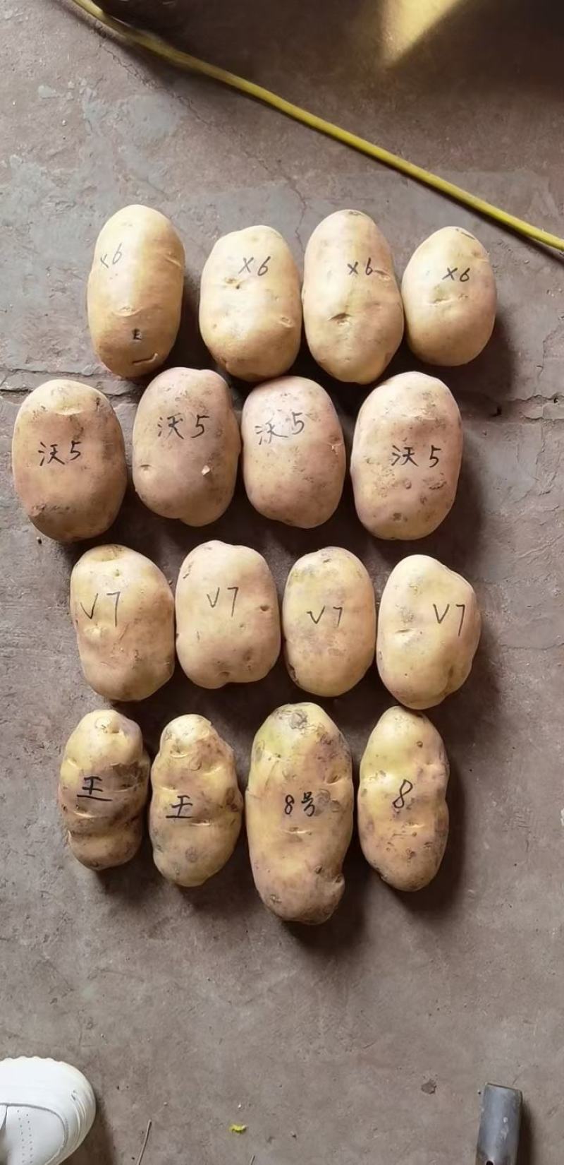 土豆原种