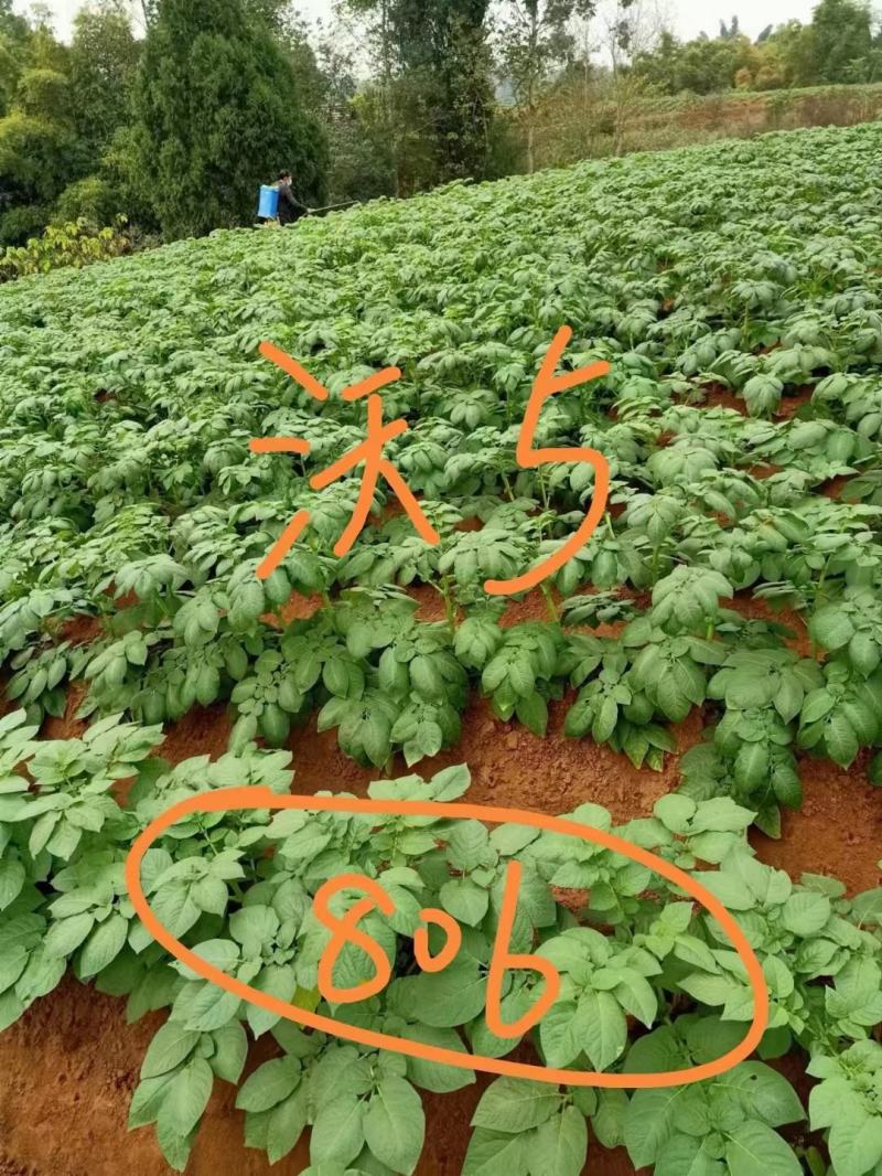 土豆原种