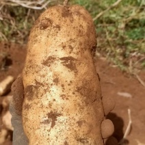 云南丽江一级种，丽薯6号，家里有种植基地需要可以我。