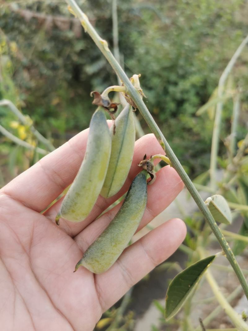 大猪屎豆种子纯黑色！