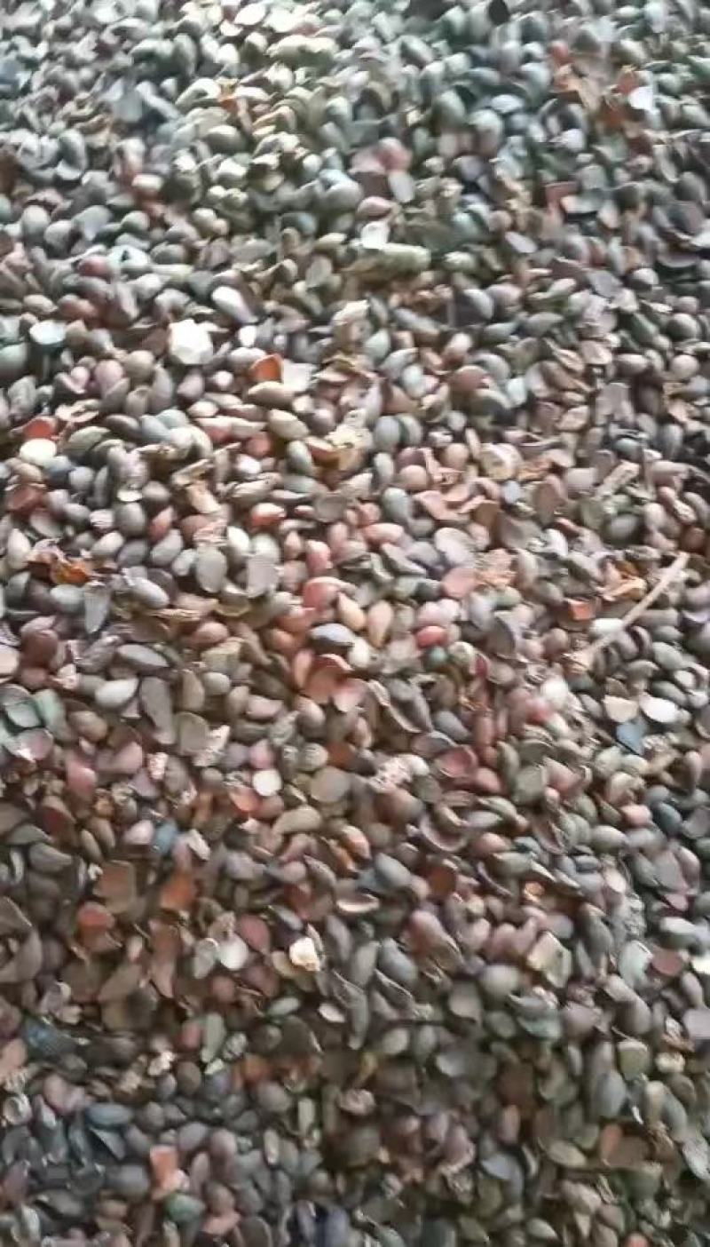杜梨种子，货到付款，发芽率高