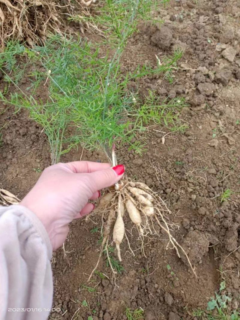 广西良种天冬苗，品质好，基地直供，成活好