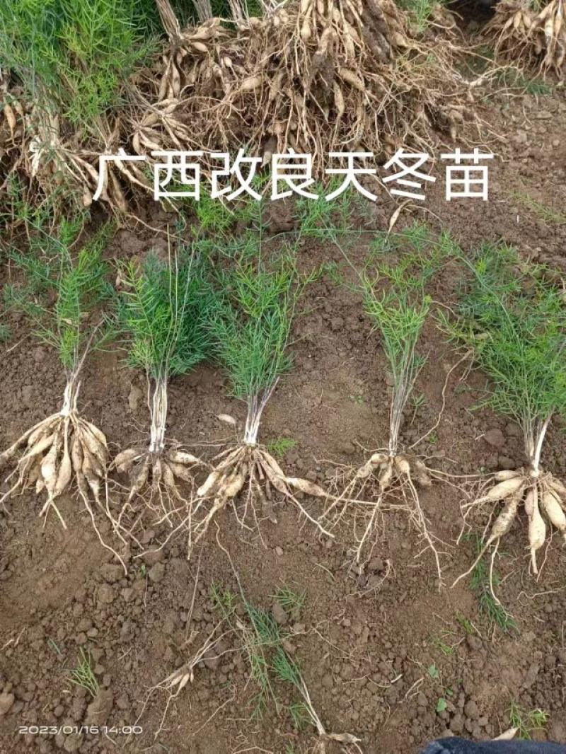 广西良种天冬苗，品质好，基地直供，成活好