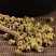 石斛批发正宗铁皮石斛批发价新货铁皮石斛泡水喝石斛