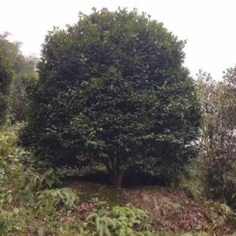 茶花，茶花地苗，茶花杯苗，茶花树，四川宜宾高县罗场茶花种