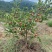 六年生油茶树