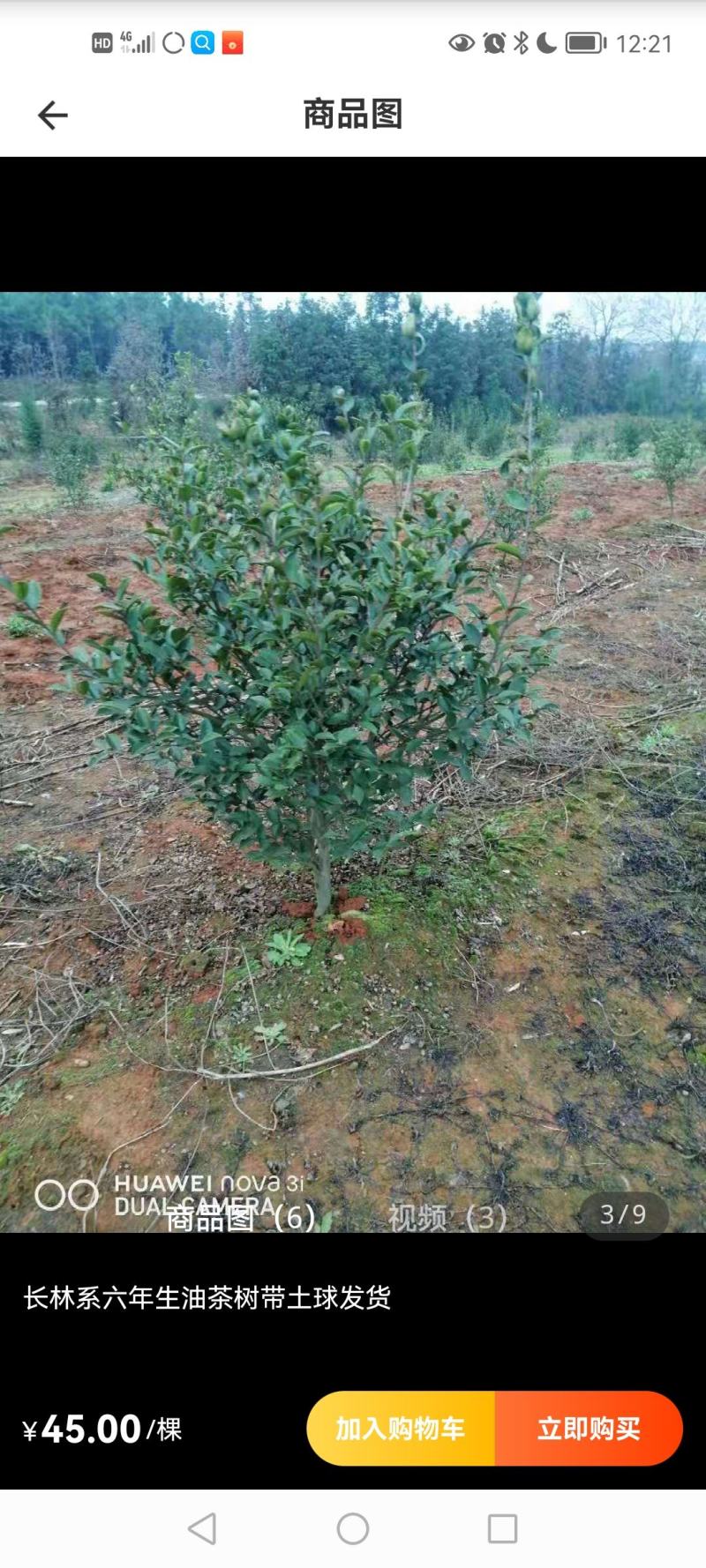 六年生油茶树