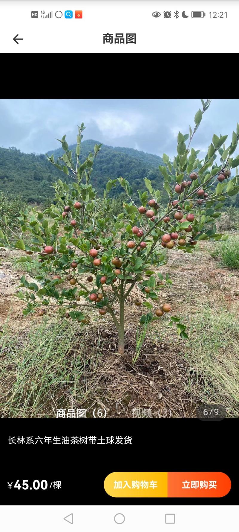 六年生油茶树