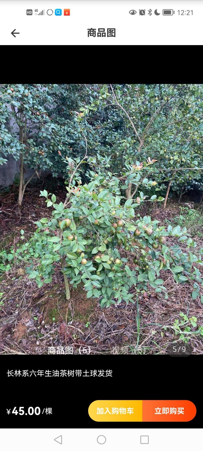六年生油茶树